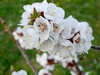 fleurs de mon jardin