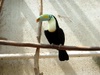 Oiseaux a Upie