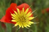 Coquelicots