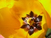 Fleurs