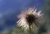 Fleurs de montagne